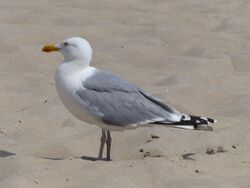 Silbermöwe - Larus argentatus.jpg