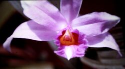 Sobralia sessilis - fl 2.jpg