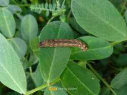 Spodoptera litura late instar caterpillar.jpg