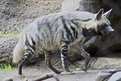 Striped Hyena 5.jpg