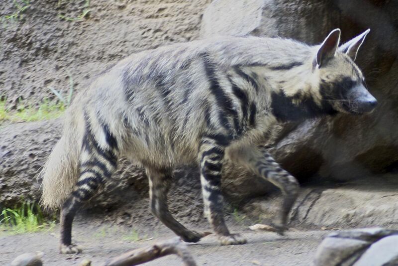 File:Striped Hyena 5.jpg