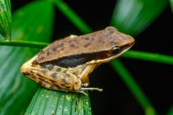 Sylvirana malayana, Malaya stream frog - Khao Sok National Park (50769351723).jpg