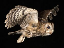 Tawny owl at night (42511916510).jpg