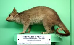 Trichosurus arnhemensis - Museo Civico di Storia Naturale Giacomo Doria - Genoa, Italy - DSC03016.JPG