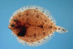 Twospot flounder ( Bothus robinsi ).jpg