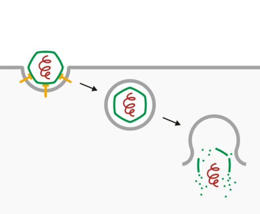 File:Viral entry (Endocytosis and lysis).svg
