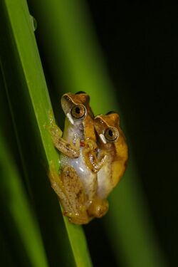 Área de Proteção Ambiental Quilombos do Médio Ribeira Thomas-Fuhrmann (02).jpg