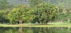002 Taiping Lake Garden Trees.jpg