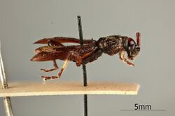 A pinned specimen of Tricondyloides elongatus from a museum collection