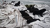 2021-02 Amsterdam Island - Subantarctic fur seal 62.jpg