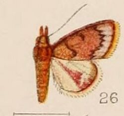 26-Calamochrous purpuralis Hampson 1908.JPG