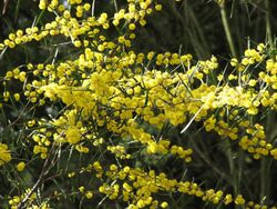 Acacia ausfeldii.JPG