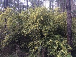 Acacia pentadenia1.jpg