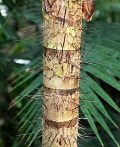 A short section of a narrow palm stem covered with long, dark spines. The stem section includes four scars left where petioles were once attached. Unlike the rest of the stem, these petiole scars lack spines.
