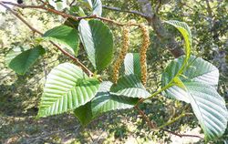 Alnus acuminata 2.jpg