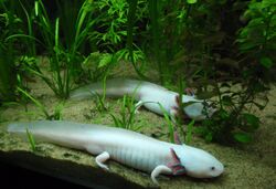 Ambystoma mexicanum at Vancouver Aquarium.jpg