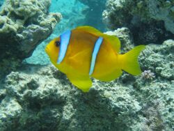 Amphiprion bicintus.jpg