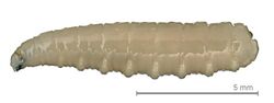 Anastrepha ludens larva.jpg