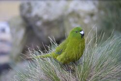 Antipodes Island Parakeet.jpg