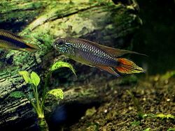 Apistogramma agassizii-02.jpg