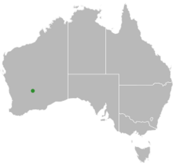 Aprasia picturata distribution.svg