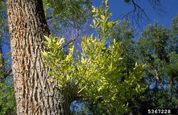 Ash Yellows Witches'-broom.jpg