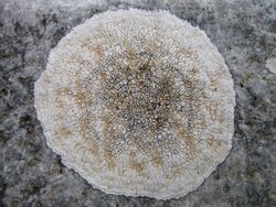 Aspicilia calcarea (L.) Mudd 265507.jpg