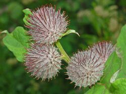 Asteraceae - Arctium tomentosum.JPG