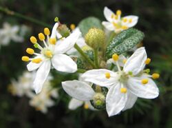 Asterolasia asteriscophora subsp. albiflora.jpg