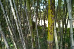 BanZhu Bamboo