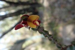 Bossiaea neoanglica.jpg