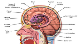 Brain Anatomy Striatum.png