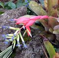 Bromeliad spike.jpg