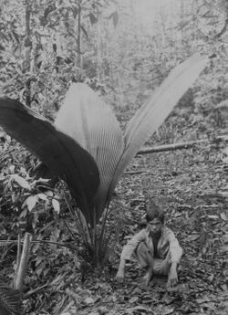 COLLECTIE TROPENMUSEUM Een Indonesische jongen poseert naast een palm de Johannesteijsmannia altifrons in een bos op Noord-Sumatra TMnr 60043359.jpg