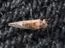 Cacopsylla brunneipennis 1.JPG