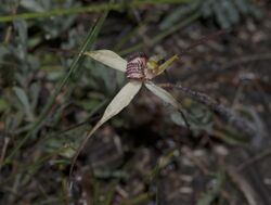 Caladenia anthracina.jpg