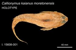 Callionymus moretonensis.jpg