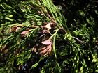 Cedar foliage and cones