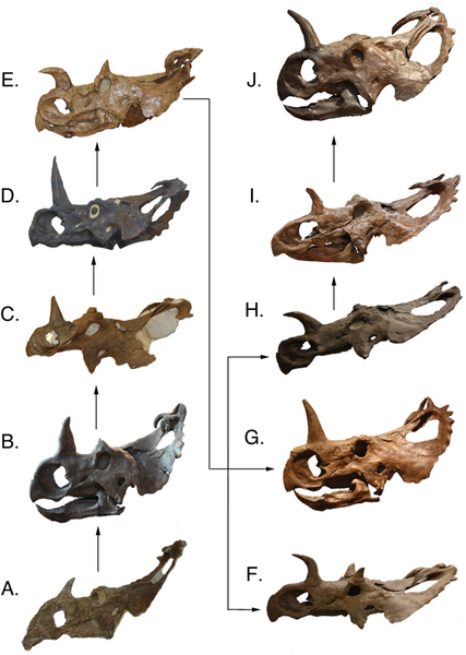 File:Centrosaurus skulls.png