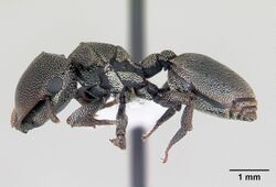 Cephalotes depressus casent0173672 profile 1.jpg