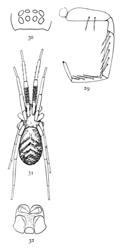 Common Spiders U.S. 029-32.png