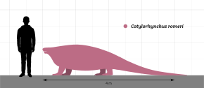 Cotylorhynchus Size Comparison.svg