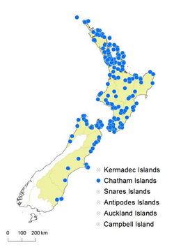 Cyathea dealbata distribution map.png