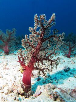 Dendronephthya soft coral at Gilli Lawa Laut.JPG