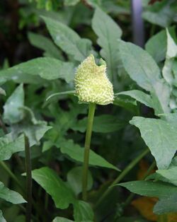 Dorstenia contrajerva 03.jpg