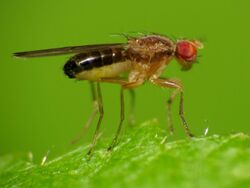 Drosophilid Fly - Flickr - treegrow.jpg