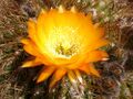 Echinopsis formosa446454867.jpg