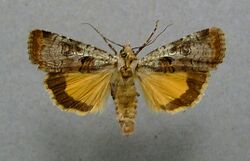 Epilecta linogrisea01.jpg