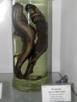 Etmopterus molleri.JPG