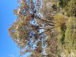 Eucalyptus extensa flowering.jpg